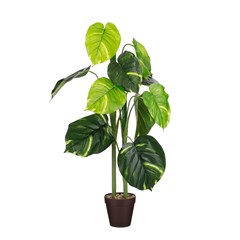 Caladium in Pot