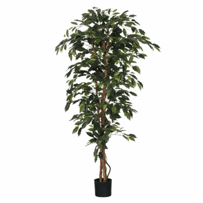 Ficus  Artificial Plant
