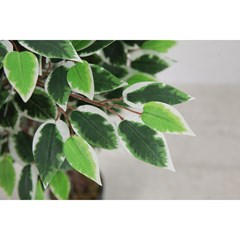 Ficus Green in Plastic Pot - H90cm