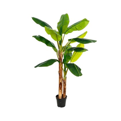Plant Banana Tree