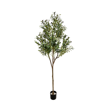 Olive Tree 180cm