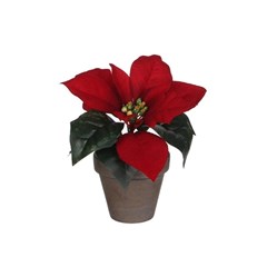 Poinsettia Red in Pot h17xd20 cm