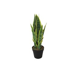 Sansevieria Green in Black Pot - H45cm