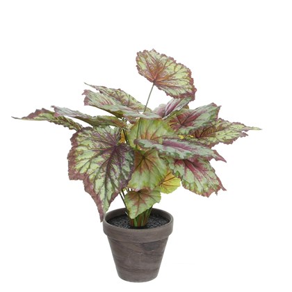 Red Begonia in Pot