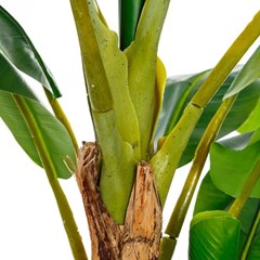Plant Banana Tree