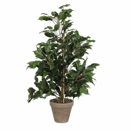 Ficus Exotic Artificial Plant in Pot