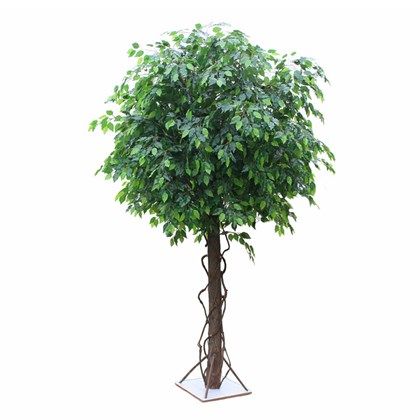 Ficus Green With Wooden Plate Base 250cm