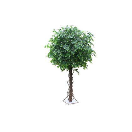 Ficus Green With Wooden Plate Base 250cm