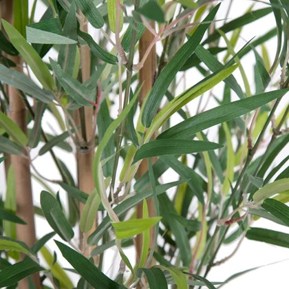 Plant Bamboo Green