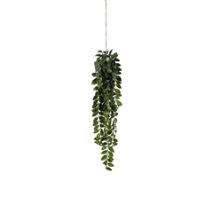Hanging Philodendron Bush