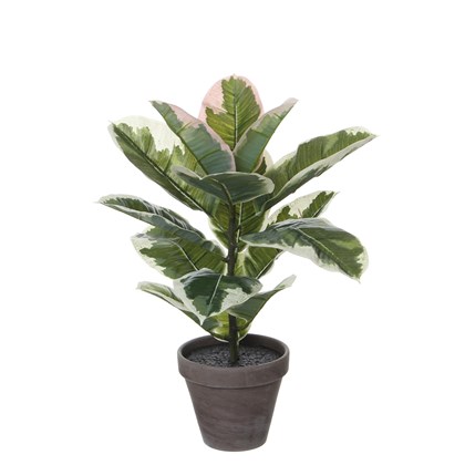 Rubber Variegated Plant in Pot
