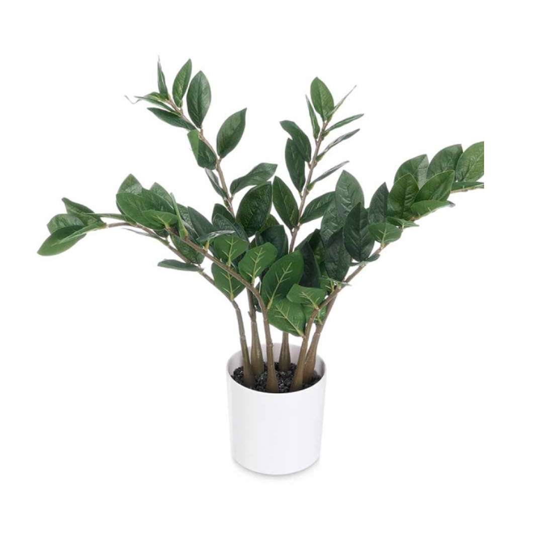 ZZ Plant – White/Brown/Green (50cm)