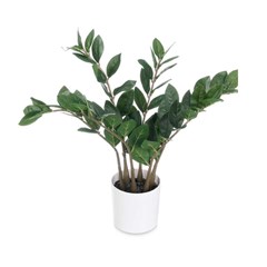 ZZ Plant – White/Brown/Green (50cm)