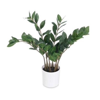 ZZ Plant – White/Brown/Green (50cm)