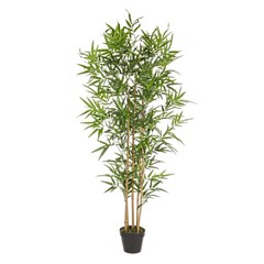 Bamboo Plant with Pot 155cm