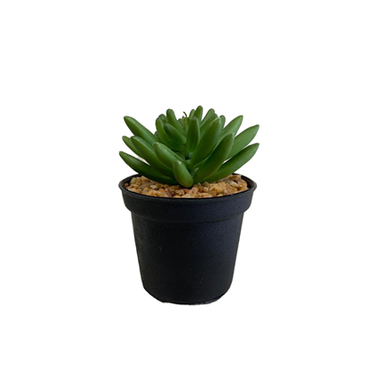 Mini Succulent in Black Pot 7x11cm