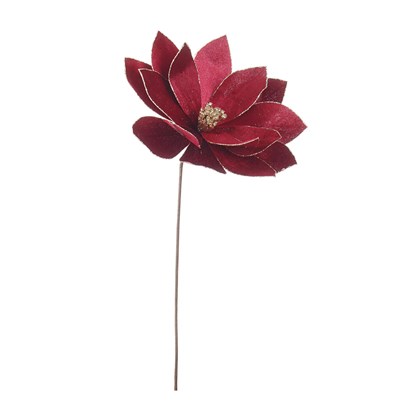 Poinsettia Calipso Bordeaux 34X50h