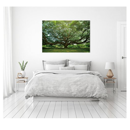 Gigantic Tree Fineart Fine Art Print on Safety Glass 100X150 cm