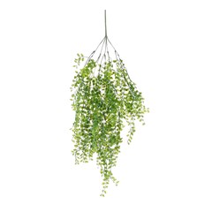 Hanging Ficus
