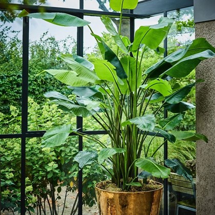 Plant Strelitzia Green 150Cm