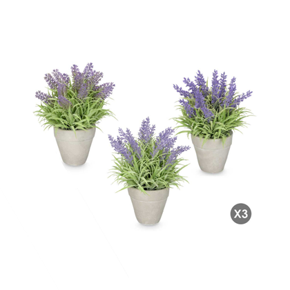Pot Lavander Leaves Assorted 3 Medium – Purple & Green