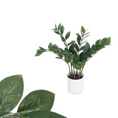 ZZ Plant – White/Brown/Green (50cm)