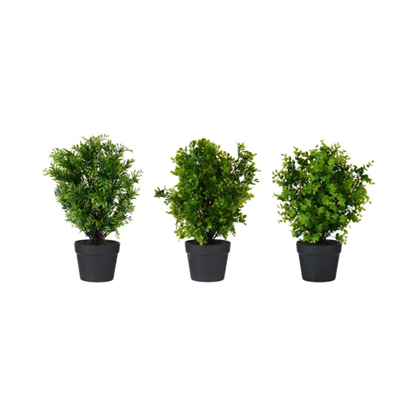 Black Plastic Pot Green Plants