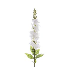 Snapdragon Stem White 68Cm