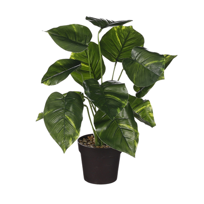 Philodendron Green in Pot H40xD35cm