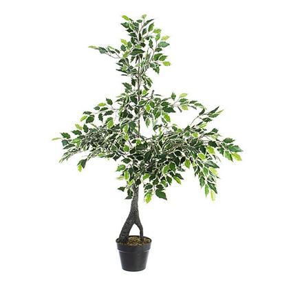 Variegated Ficus Plant with Vase H120