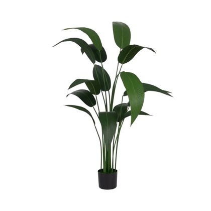 Plant Strelitzia Green 150Cm