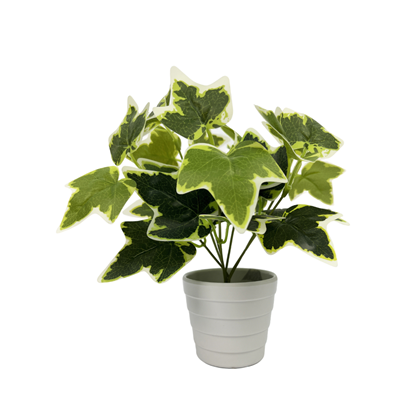 Mini Potted Plant Small Leaf