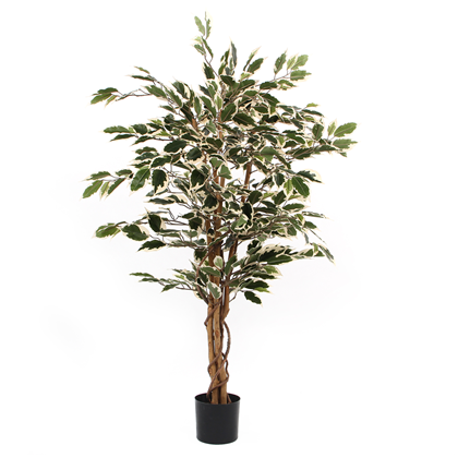 Ficus Green Variegated PP H110 X D 70cm