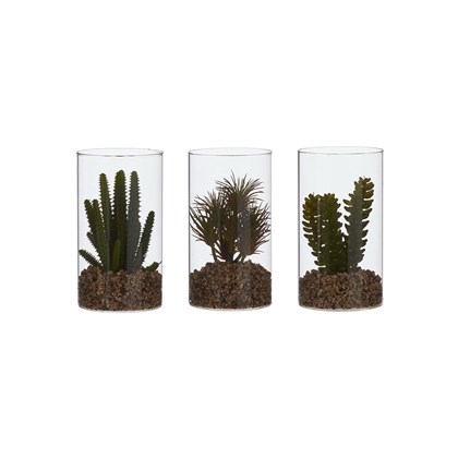 3 Assorted Succulents in Glass Vase