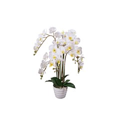 Orchid Flower in White Pot - H75cm