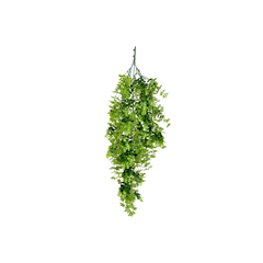 Fern Hanging 60–75cm