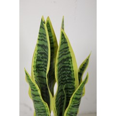 Sansevieria Green in Black Pot - H45cm