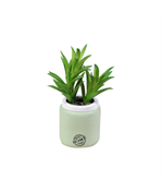 Ceramic  Pot With Succulent