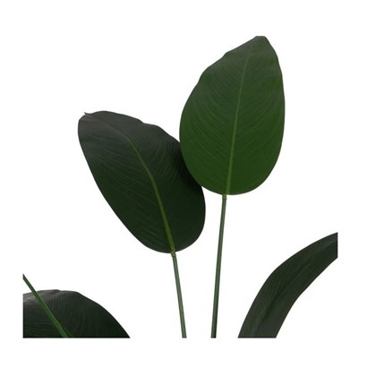 Plant Strelitzia Green Pvc-Fabric