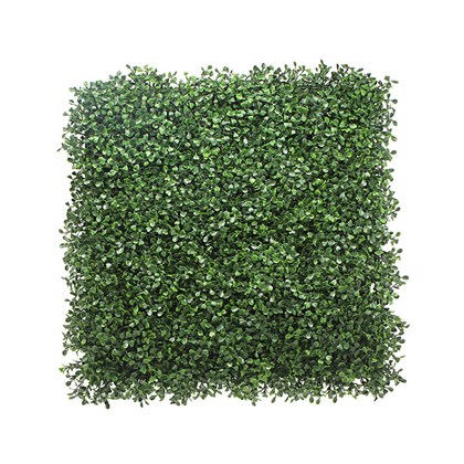 Boxwood