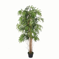 Bamboo Green in Black Pot - H150cm