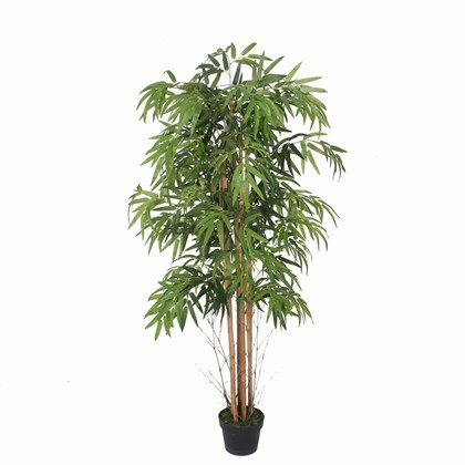 Bamboo Green in Black Pot - H150cm