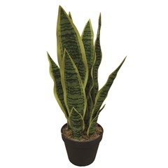 Sansevieria Green in Black Pot - H45cm