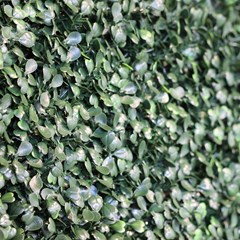 Boxwood Small