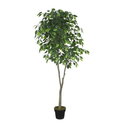 Ficus Green in Black Pot 180 Cm