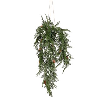 Hanging Pine in Pot