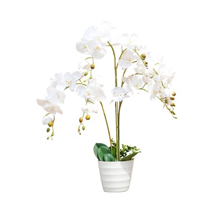 Orchid Flower in White Pot - H75cm