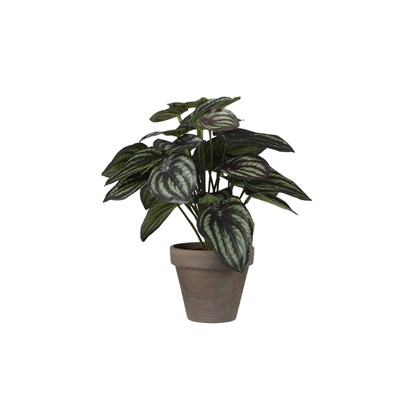 Dark Green Peperomia in Pot
