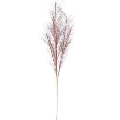 Dried-Look Plume Grass D. Pink - L77xd1m