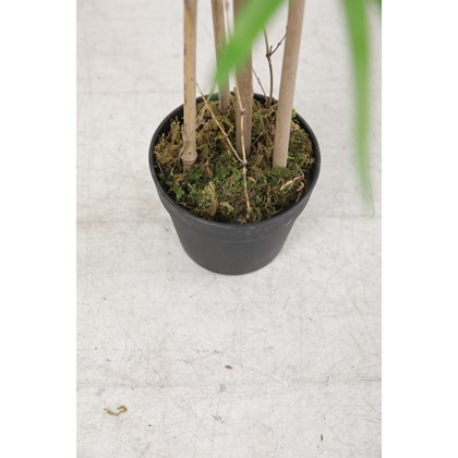 Bamboo Green in Black Pot - H90cm